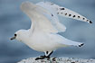 Photo ofIvory Gull (Pagophila eburnea). Photographer: 