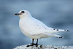 Ivery Gull 1. winter plumage