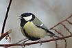 A singing Great Tit