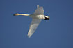 Flying Whooper Swan