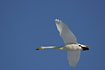 Flying Whooper Swan