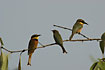 Little Bee-eater in the Mangrove