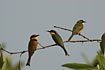 little Bee-eater in the mangrove