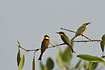Littel Bee-eater in mangrov
