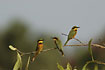 Photo ofLittle Bee-eater (Merops pusillus). Photographer: 