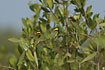 Little Bee-eater in the Mangrove