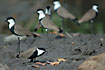 Spurwinged Plovers