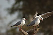 Grey-Headed Gulls