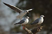 Grey-Headed Gulls