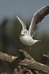 Photo ofGrey-headed Gull (Larus cirrocephalus). Photographer: 