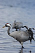 Common Crane in the lake