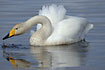 Wooper Swan