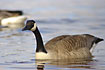 Photo ofCanada Goose (Branta canadensis). Photographer: 