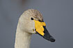 Closeup of a Wooper Swan