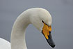 Closeup og a Whooper Swan
