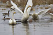 Whooper Swans fighting