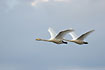 Flying Whooper Swans