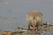 Greylag Goose seaching for food
