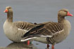 A pair of Grylag Geese