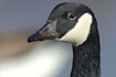 Close-up of a Canada Goose
