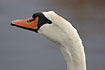 Close-up of male of Mute Swan