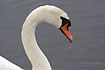 Close-up of a Mute Swan
