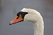 Close-up og male Mute Swan