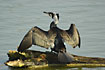 Great Cormorant drying the wings