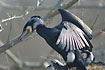 Photo ofGreat Cormorant (Phalacrocorax carbo). Photographer: 