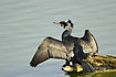 Great Cormorant drying its wings