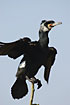 Photo ofGreat Cormorant (Phalacrocorax carbo). Photographer: 