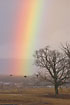 Common Crane and a rainbow