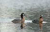 A pair of Red-necked Grebes
