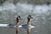 A pair of Red-necked Grebes