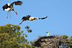 White Stork. The mate turn back