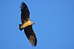 Grifon vulture