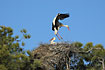 White Stork landing in the nest