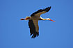 Flying White Stork