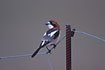Photo ofWoodchat Shrike (Lanius senator). Photographer: 