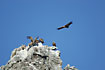 Grifon Vulture on a clif