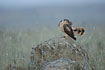 Photo ofMontagus Harrier (Circus pygargus). Photographer: 