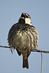 Photo ofSpanish Sparrow (Passer hispaniolensis). Photographer: 