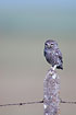 Photo ofLittle Owl (Athene noctua). Photographer: 