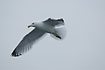A common gull in Denmark.