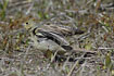 Photo ofCinereous Bunting (Emberiza cineracea). Photographer: 