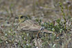 Cinereous Bunting 2k male
