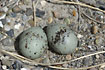 With two eggs
