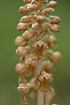Birds-nest Orchid with no Chlorofyll