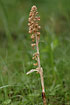 Birds-nest Orchid a plant with no Chlorofyll