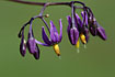 Photo ofBittersweet (Solanum dulcamara). Photographer: 